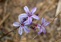 DSC00968a